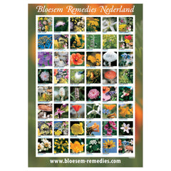 Downloadable PDF Repertory of the Bloesem Flower Essences