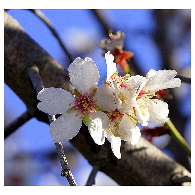 Almond Flower Essence - Self-Control and Moral Vigour   15 ml
