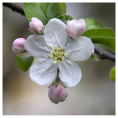 Apple Flower Essence - Peaceful Clarity   15 ml