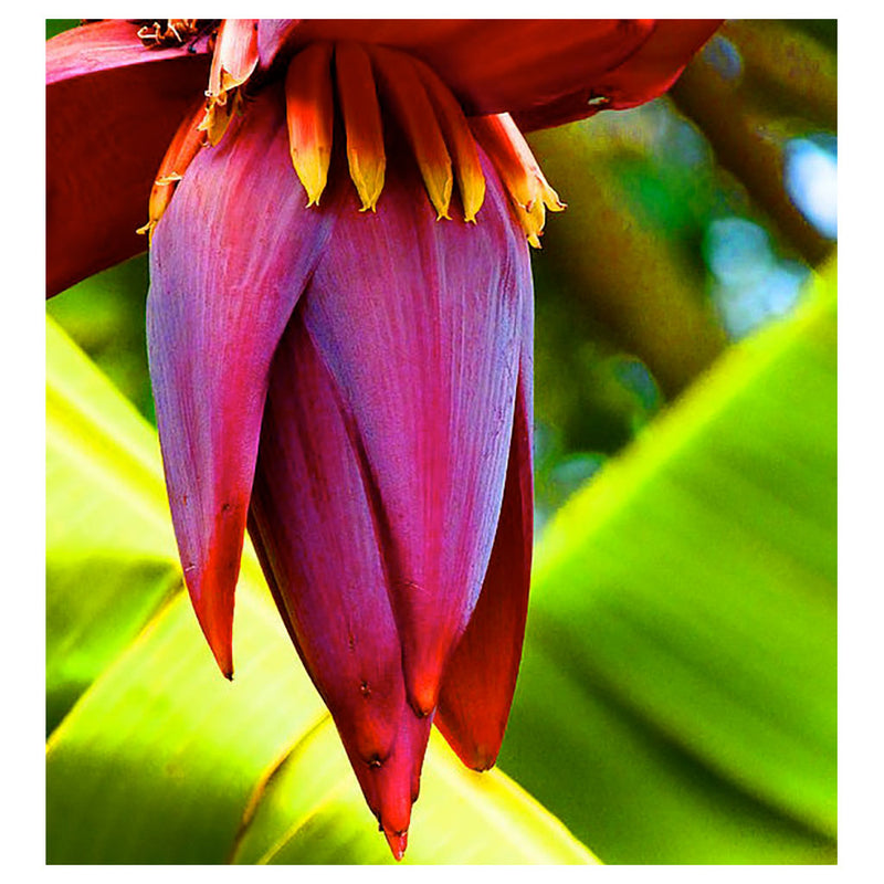 Banana Flower Essence - Humility Rooted in Calmness   15 ml