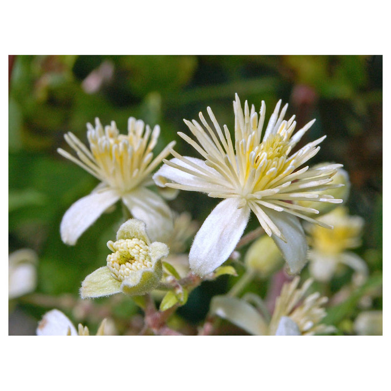 Clematis - Clear Thoughts