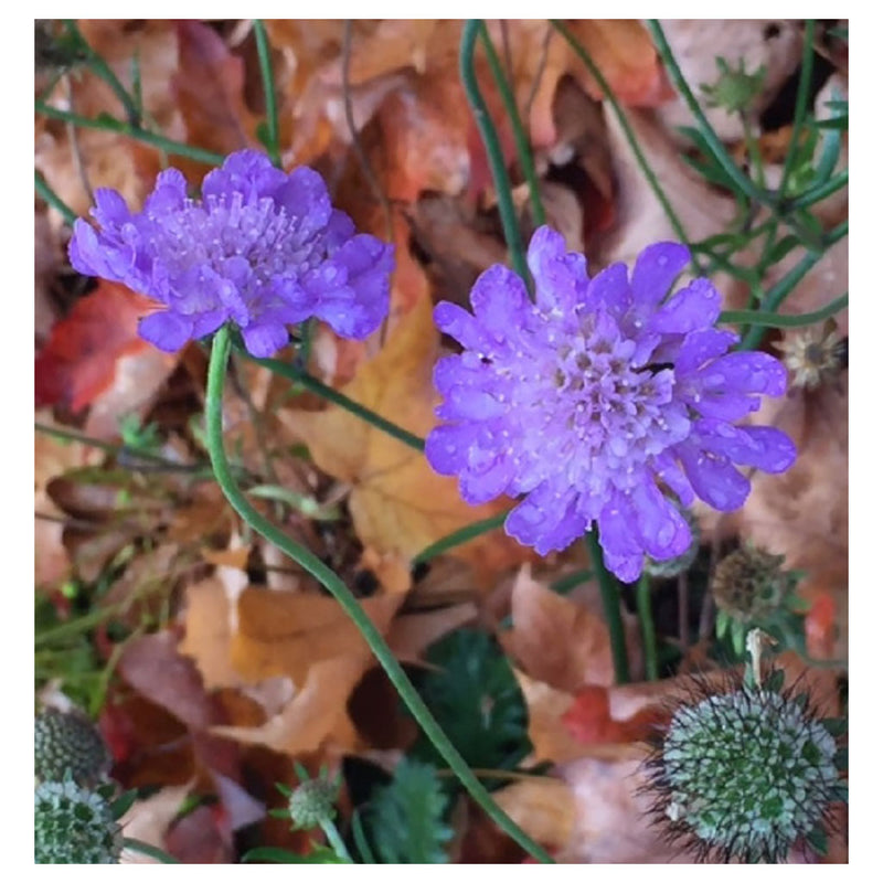 Field Scabious - Grounding. Receiving love.