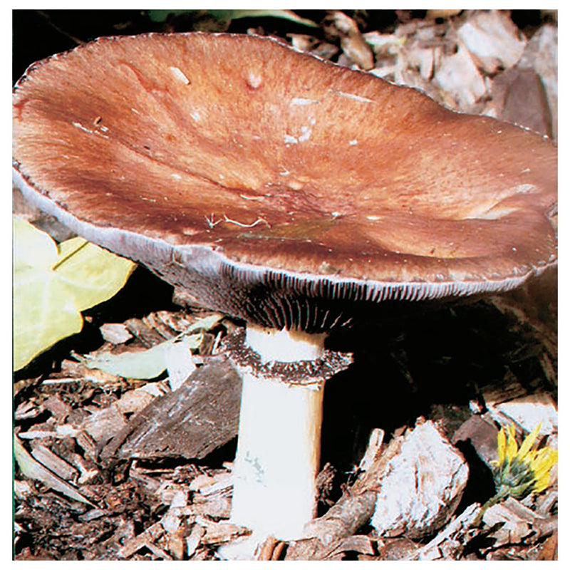 Giant Stropharia Mushroom - Activity. Pleasure and fun.