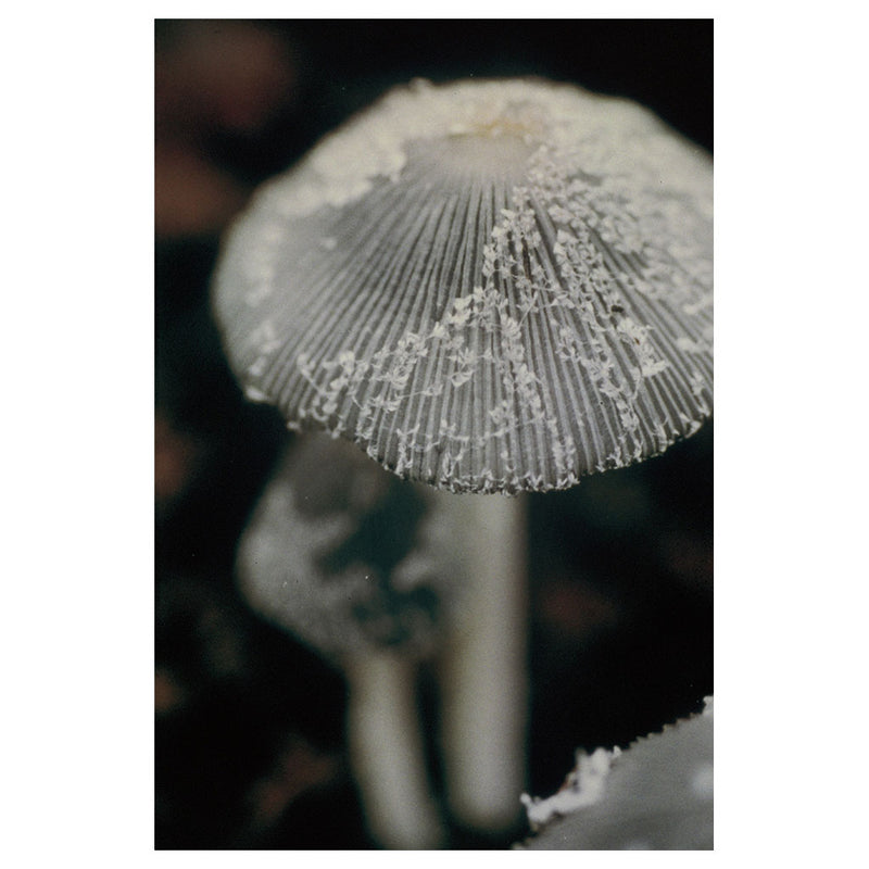 Little Inky Cap Mushroom - Emotional strength. Not being pushed around anymore.