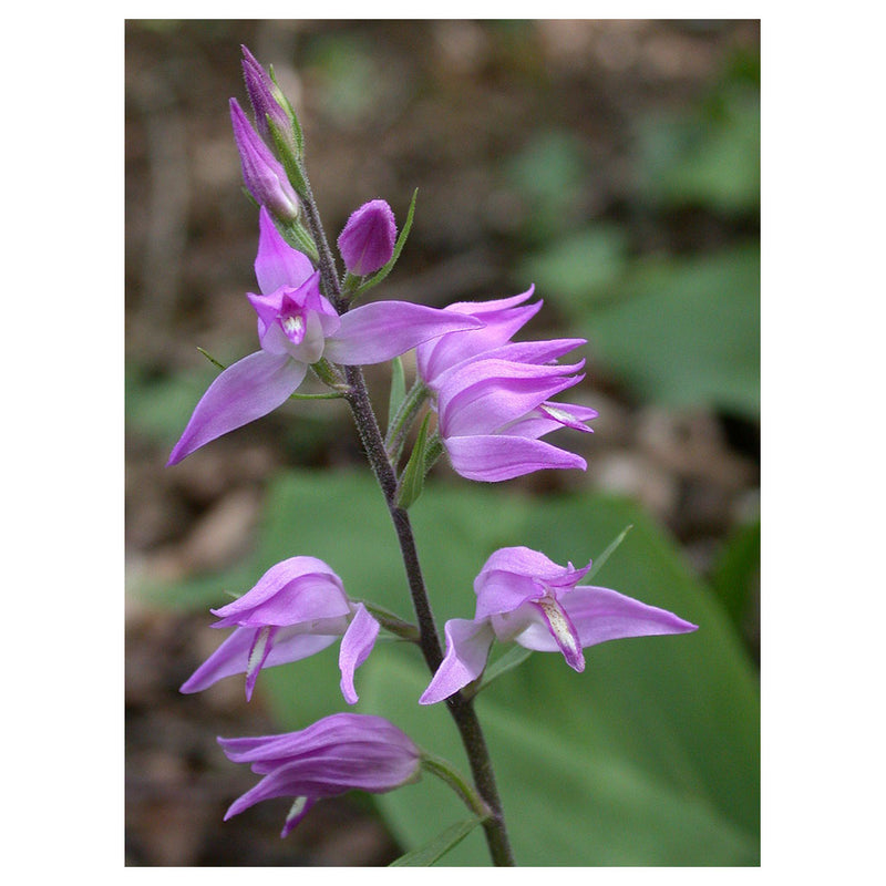 Orchid - Red Helleborine - Certainty. Healing quality.
