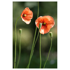 Red Poppy - Corn Poppy - Female strength. Mother connection.