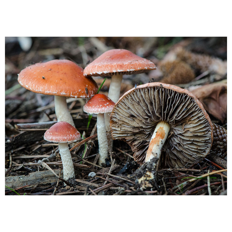 Stropharia Aurantiaca - Redlead Roundhead Mushroom - Stability. Satisfaction.