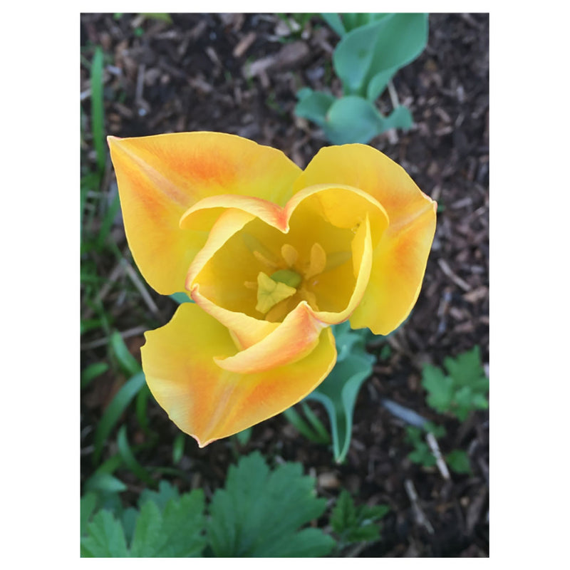 Yellow Star Tulip - Sensitivity. Inner Goddess.